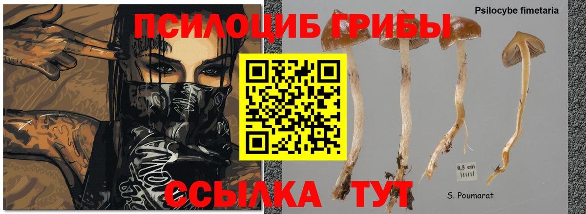 Псилоцибиновые грибы Magic Shrooms  Вход с VPN  Галлюциногенные грибы Psilocybine cubensis  Курчатов 